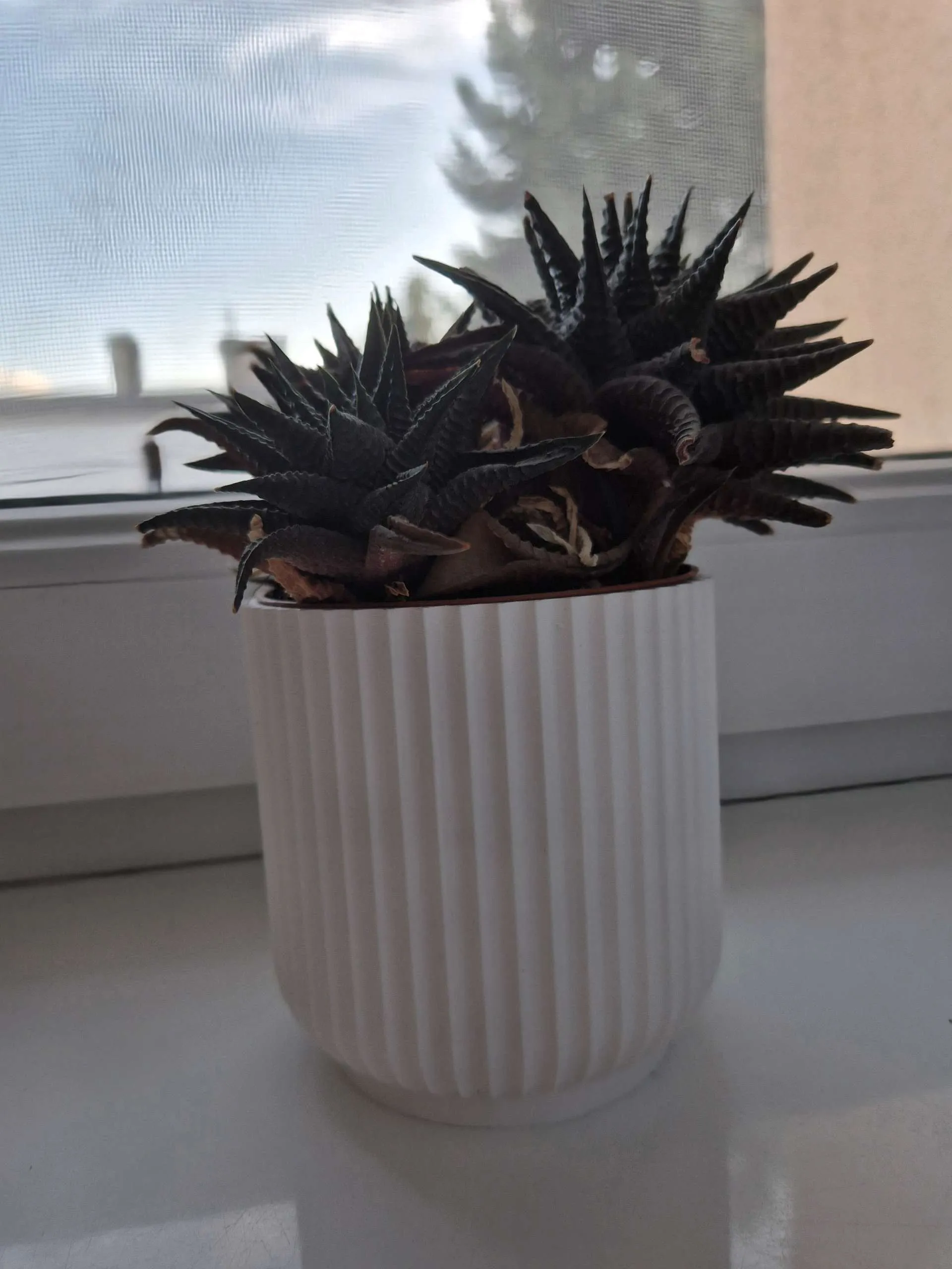 Flower Pot