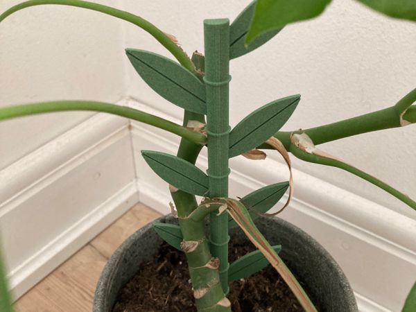 Plant support