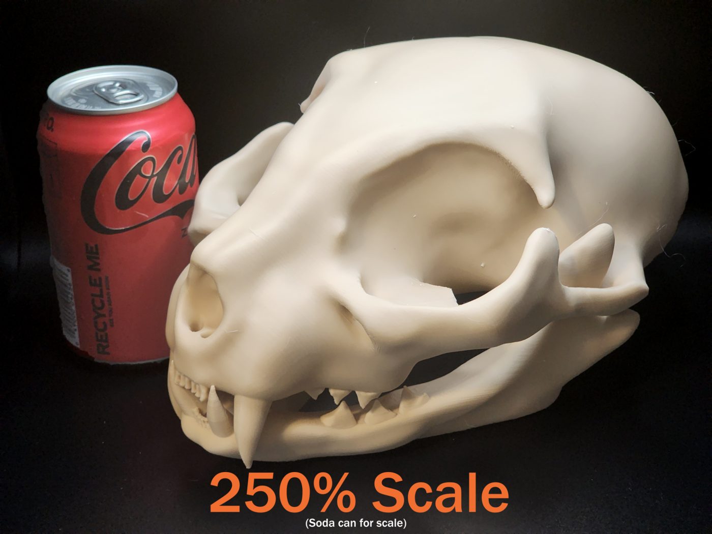 Cat Skull