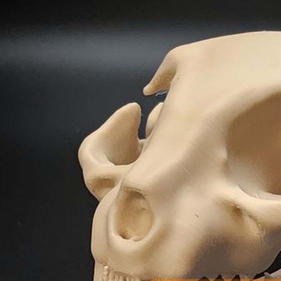 Cat Skull