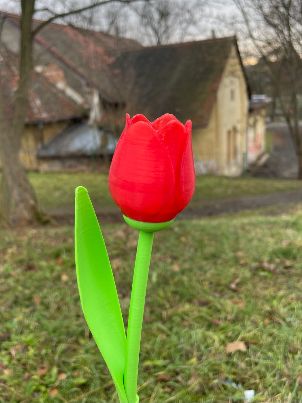 Beautiful Tulip With Stem - valentine's day gift